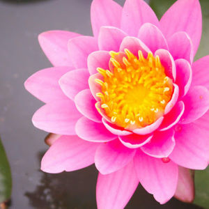 Meet your Posher, Beena